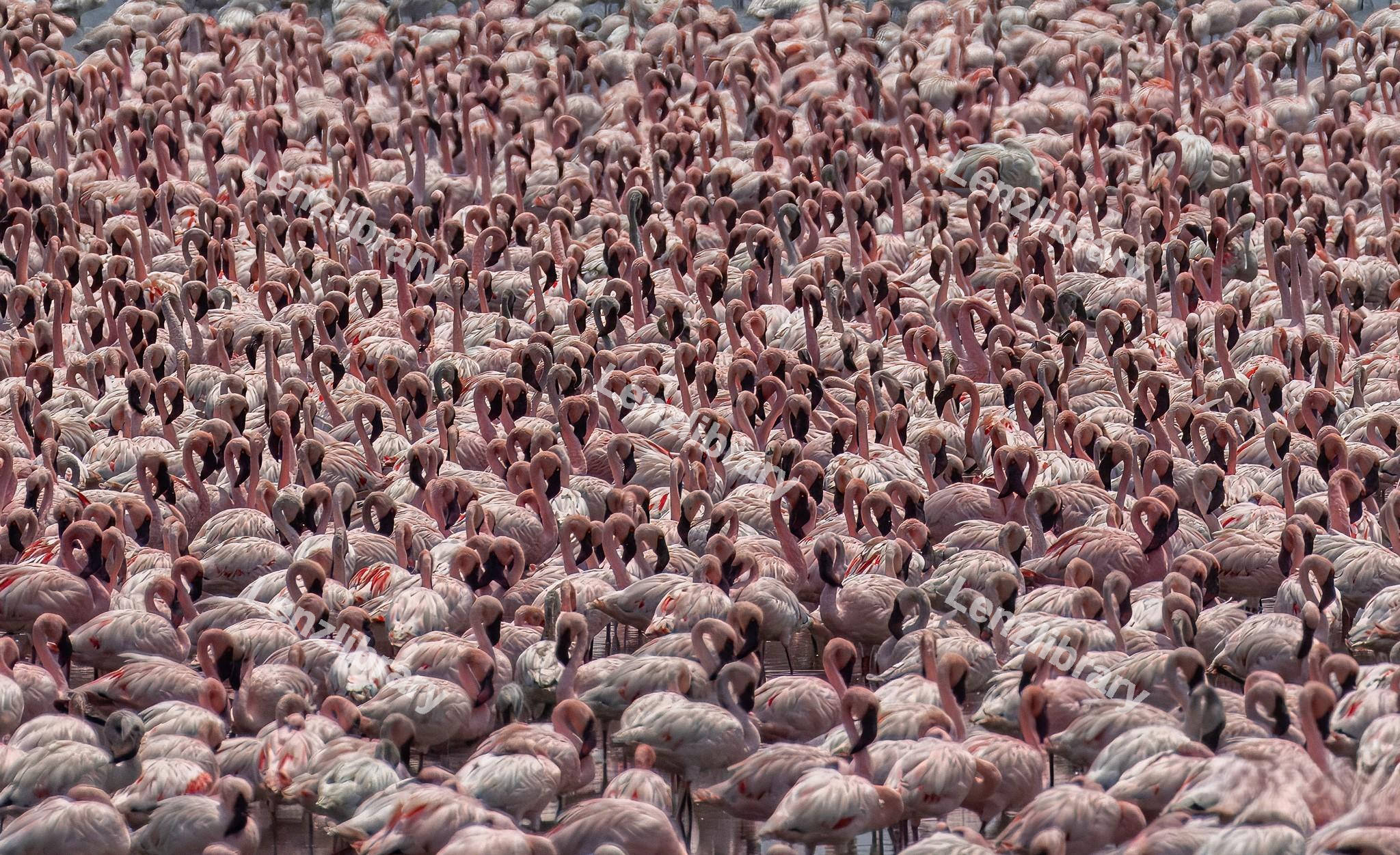 Pink Flamingos Flock